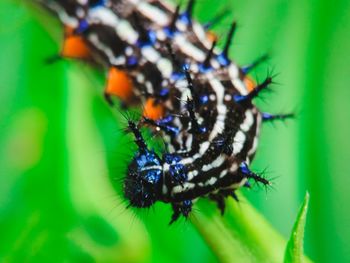 Close-up of insect on leaf