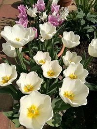 Close-up of white flowers blooming outdoors