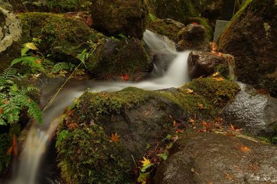 Scenic view of waterfall in forest