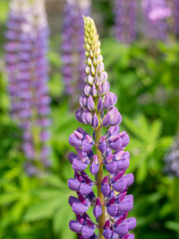 Close-up of purple flowering plant