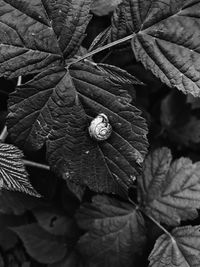 Close-up of snail on leaf