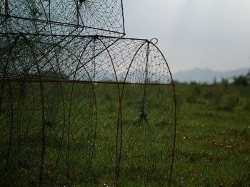 Close-up of grass on field against sky