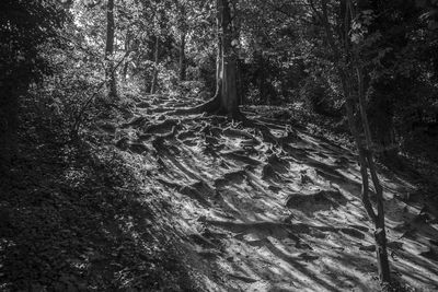 Trees in forest