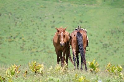 Horses in a field