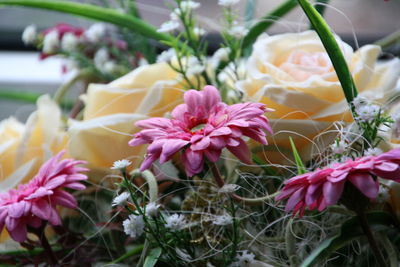 Close-up of pink flowers blooming outdoors