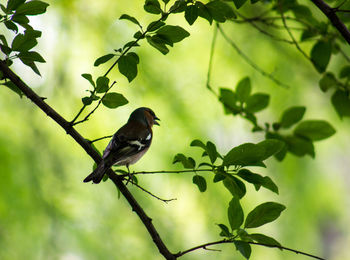 Bird perching on a tree