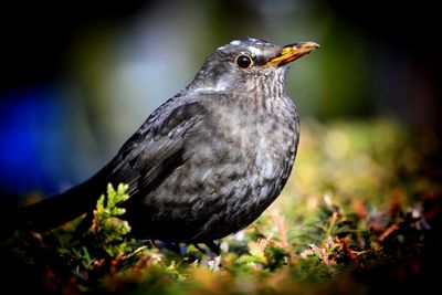 Close-up of bird perching on a land