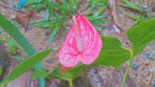 Close-up of pink flower blooming outdoors