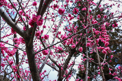 Low angle view of cherry blossom tree