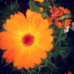 Close-up of orange flower