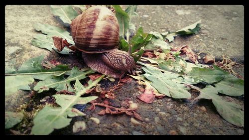 Close-up of snail on leaf