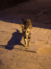 Tabby cat on footpath
