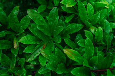 green