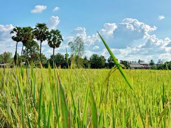 Scenic view of agricultural field against sky