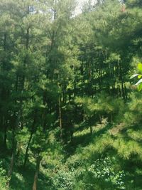 Trees growing in forest