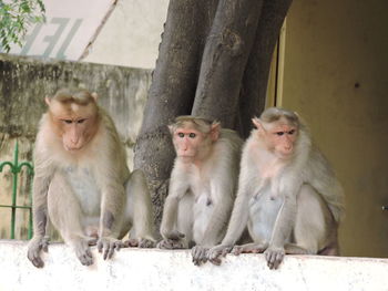 Close-up of monkeys on wall