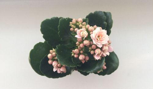 Close-up of rose over white background