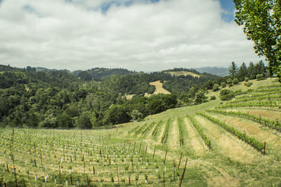 Scenic view of vineyard against sky