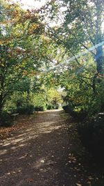 Trees growing in autumn