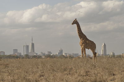 Giraffe standing on grassy field against city