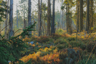 Pine trees in forest