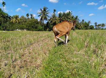 View of a horse on field