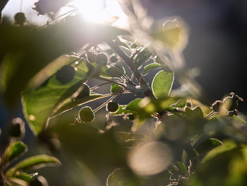 Close-up of plants