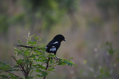 Bird perching on a plant