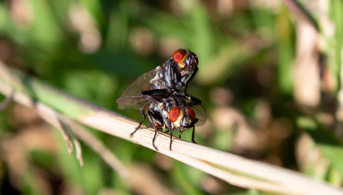 Close-up of insect on plant