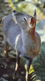 Close-up of an animal on land