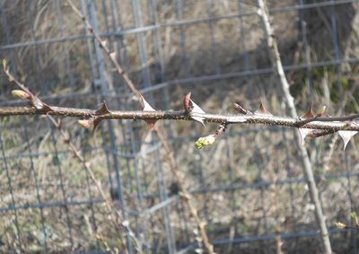 Close-up of barbed wire on plant