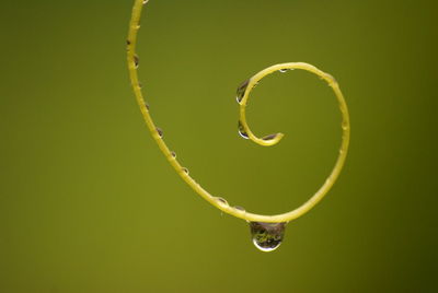 Close-up of water drops on leaf