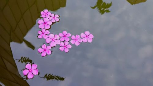 High angle view of pink flowers