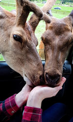 Close-up of hand feeding horse
