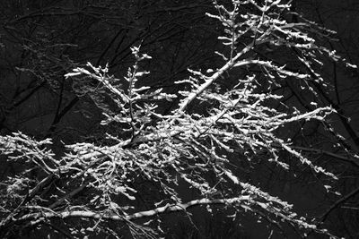 Close-up of frozen plant