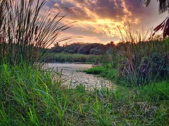 Scenic view of grassy field against sky