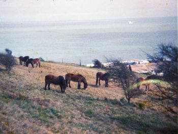 Horses on landscape against sky