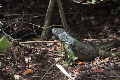 High angle view of lizard on land