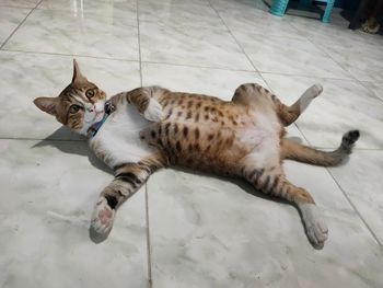 High angle view of cat resting on tiled floor