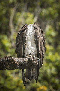 Close-up of eagle perching on branch