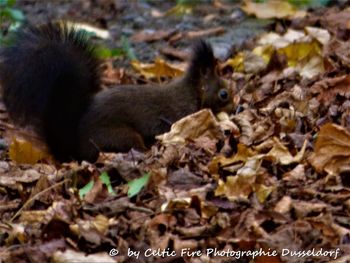 Side view of squirrel on leaves