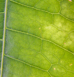 Close-up of green insect on leaf