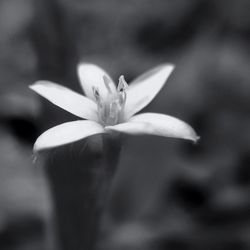 Close-up of flower