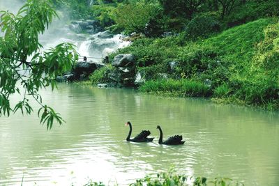 Swans swimming in lake