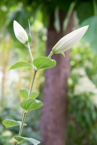 Close-up of white flowering plant