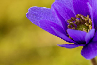 Close-up of purple flowering anemone flower