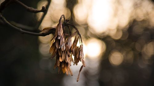 Close-up of wilted plant