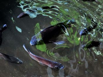 High angle view of fish swimming in lake