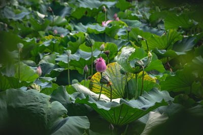 Close-up of pink flowering plants