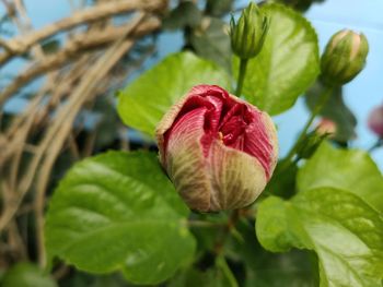 Close-up of red rose flower bud